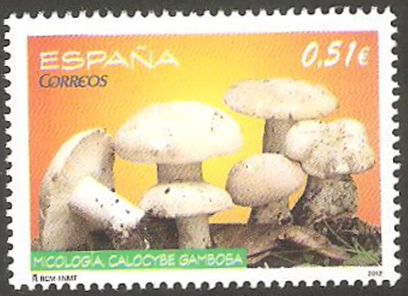 Micologia calocybe gambosa