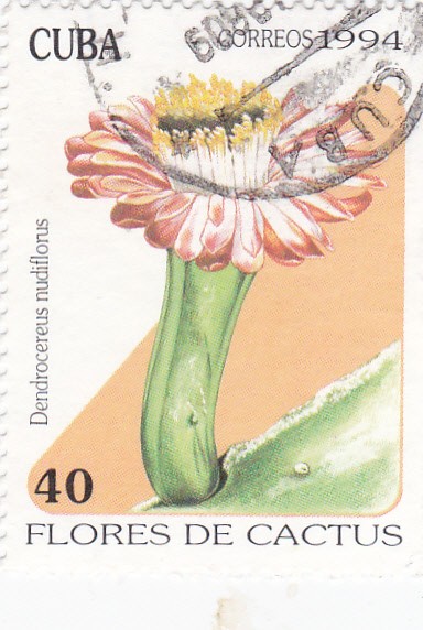 Flores de Cactus-  Dendrocereus nudiflorus