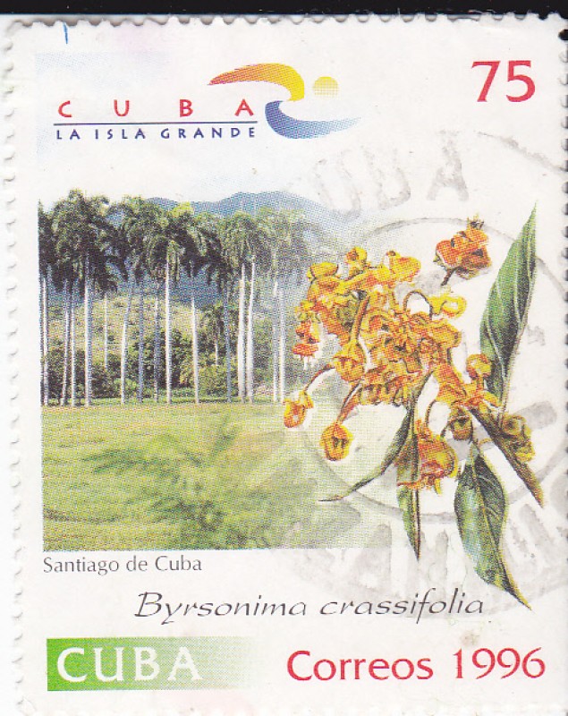 Santiago de Cuba- Byrsonima crassifolia
