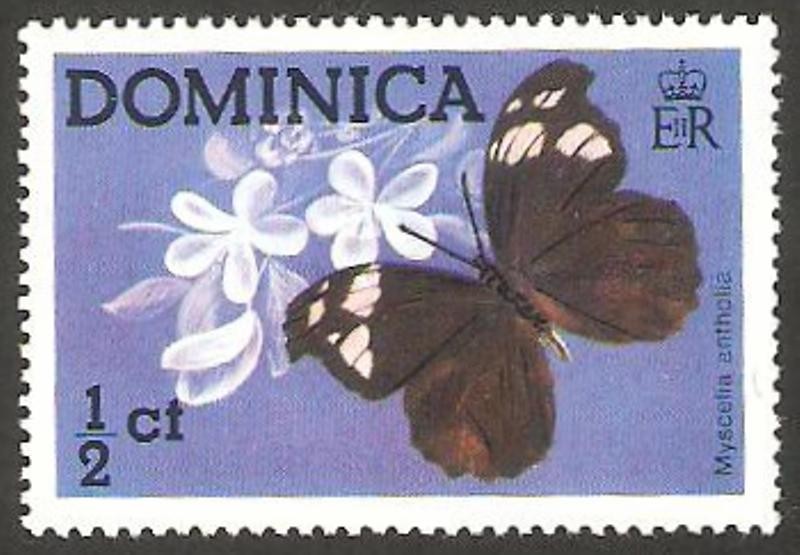 420 - Mariposa myscelia antholia