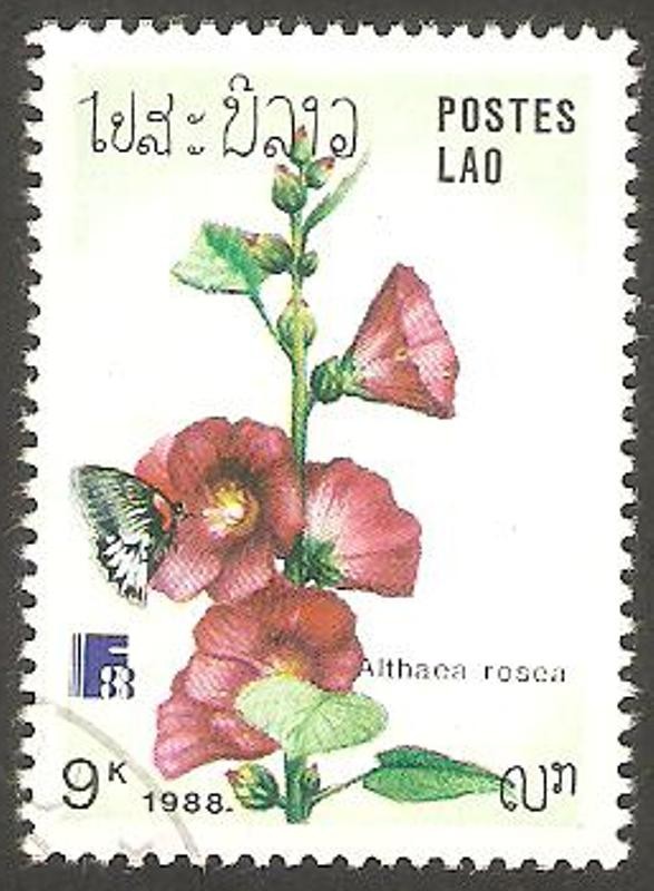  Flor althaca rosea