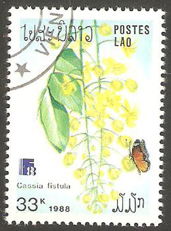  Flor cassia fistula