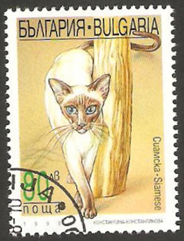 3773 - Gato Siames