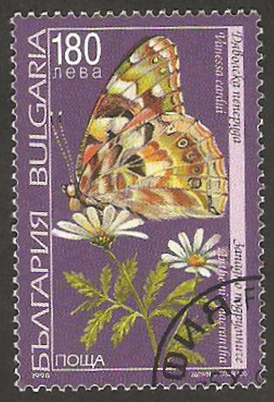 3792 - mariposa vanessa cardui y flor de campo anthemis macrantha