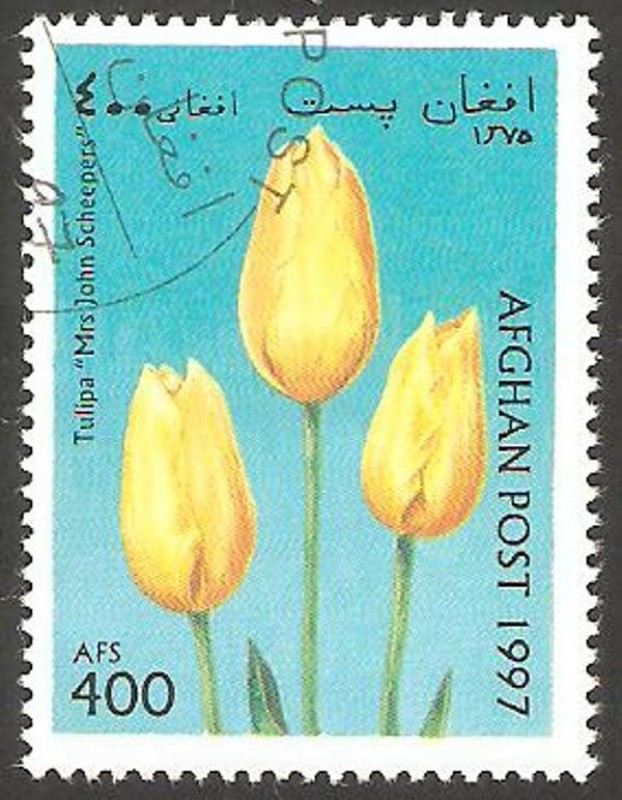 Flor tulipan
