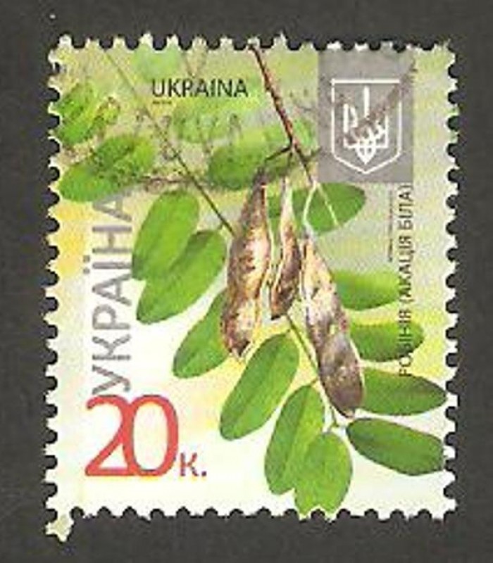 II Acacia, Robinia Pseudgagacia