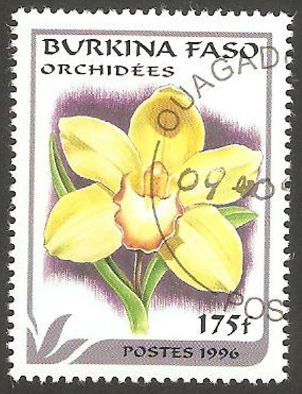 Flor orquídea