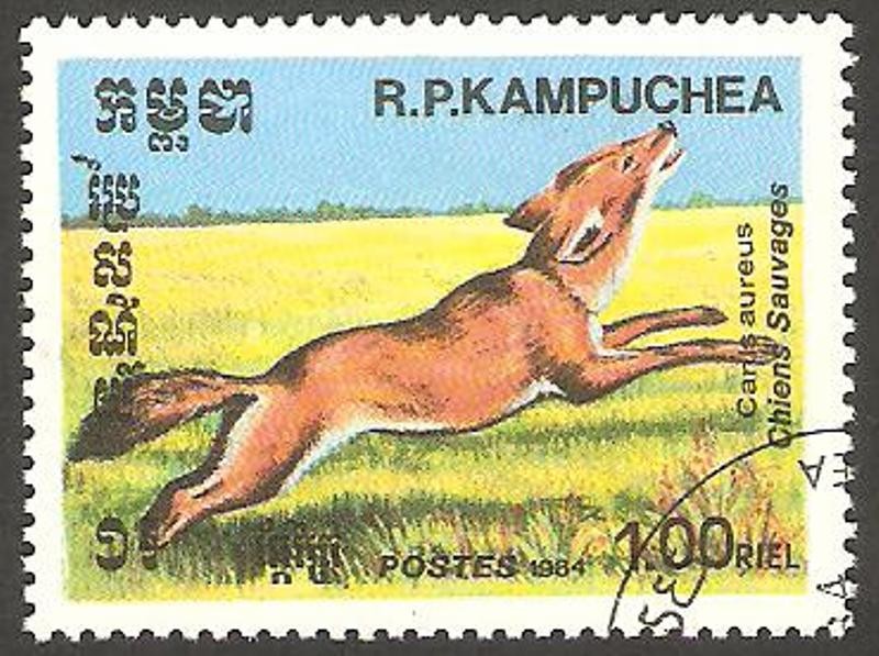 Kampuchea - Perro salvaje