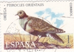Fauna hispánica- Ortega pterocles orientalis        (Ñ)