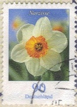 Narciso