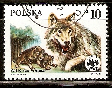 CANIS  LUPUS