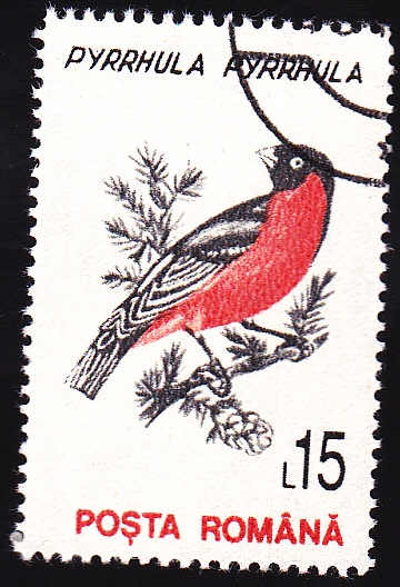 camachuelo