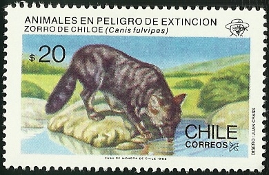 ZORRO DE CHILOE - ANIMALES EN PELIGRO DE EXTINCION