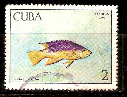 BODIANUS  RUFUS