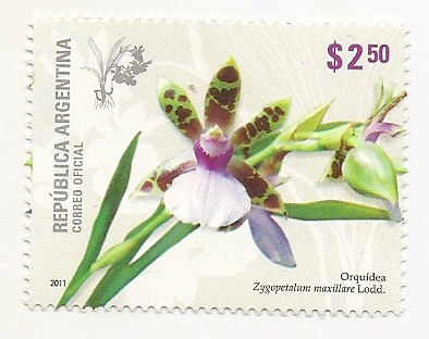 Orquídea