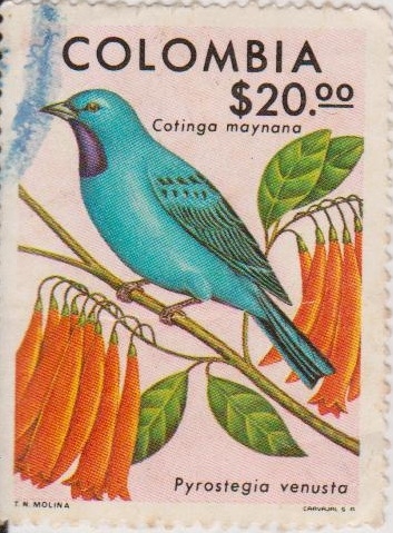 AVES DE COLOMBIA