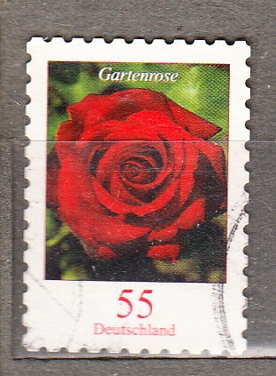 Gartenrose