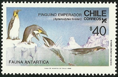 PINGUINO EMPERADOR - FAUNA ANTARTICA