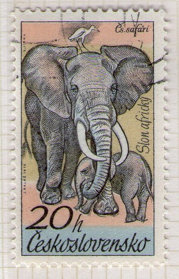 57 Slon Africky