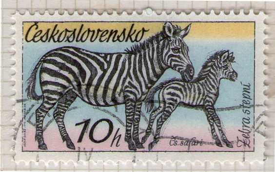 132 Zebra stepní