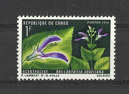 acanthaceae
