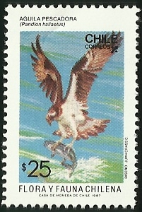 AGUILA PESCADORA - FLORA Y FAUNA DE CHILE