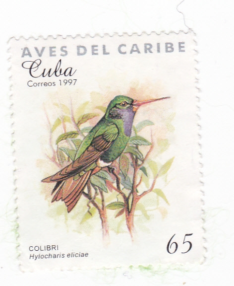 AVES DEL CARIBE- COLIBRÍ