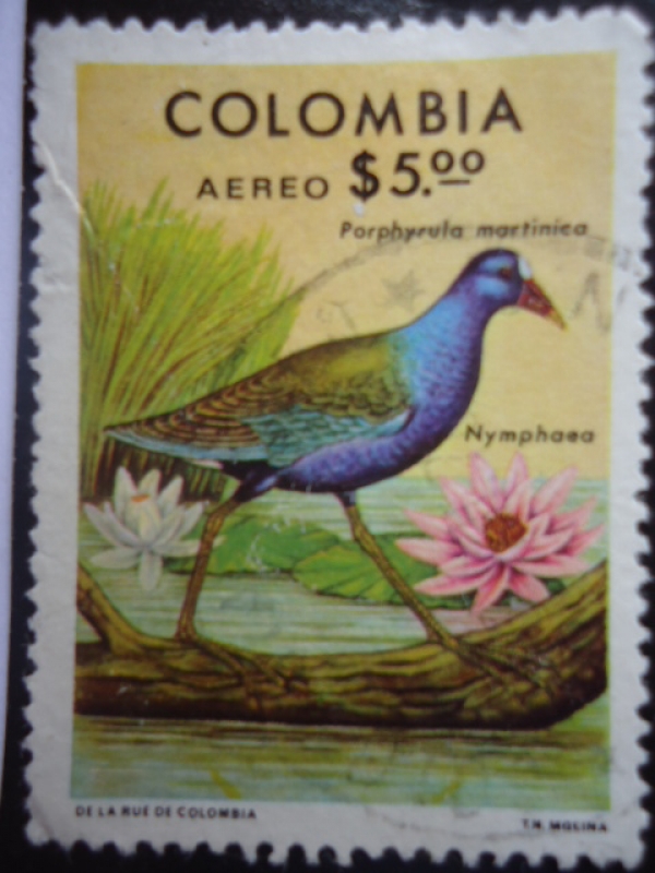 Nymphaea - Porphyrula Martinico (Gallito de Ciénaga)