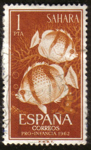 SAHARA - Peces