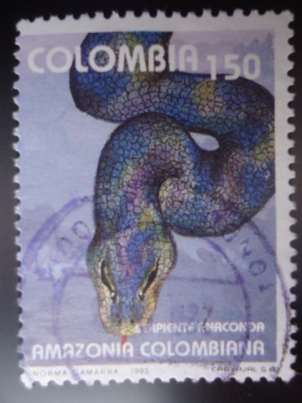 Serpiente Anaconda-Amazonía Colombiana
