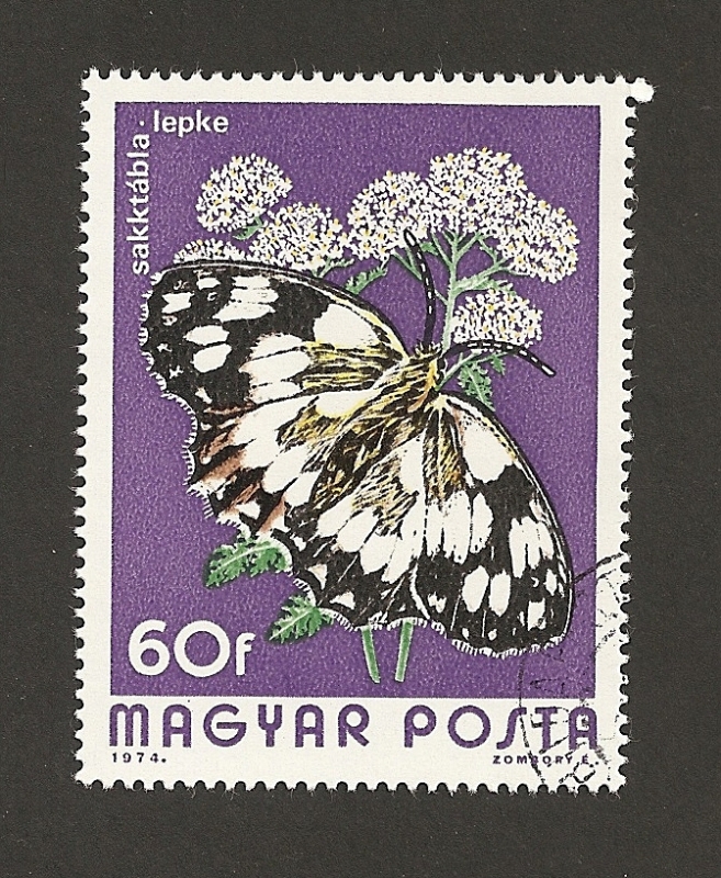 Mariposa Menalargia galatea
