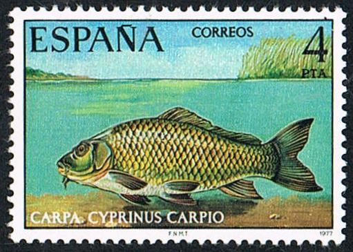 CARPA, CYPRINUS CARPIO