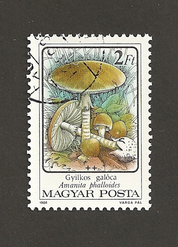 Seta Amanita phalloides