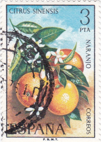 FLORA- Naranjo  (Q)