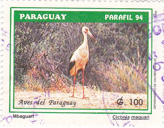 AVES DEL PARAGUAY- CICONIA MAGUARI