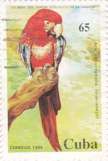 55 ANIV. DEL JARDÍN ZOOLÓGICO DE LA HABANA- Guacamayo