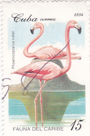 FAUNA DEL CARIBE- Phoenicopterus ruber