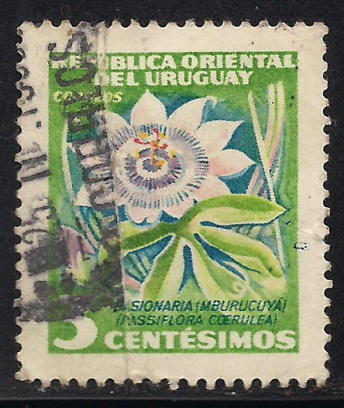 Flor de la Pasión o Pasionaria.