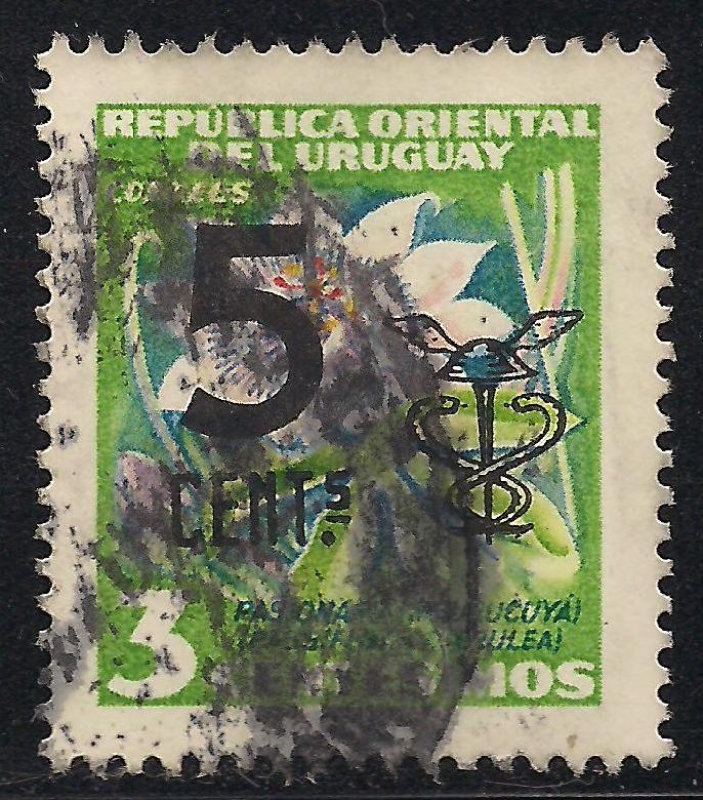 Flor de la Pasión o Pasionaria.