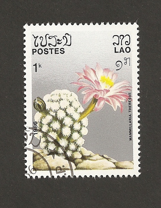 Cactus Mammillaria theresae