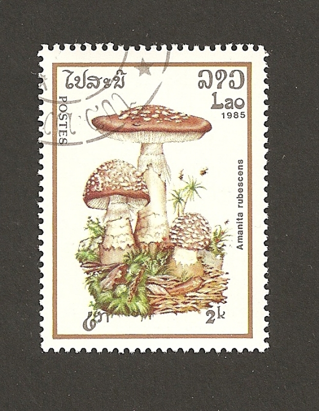 Amanita rubescens