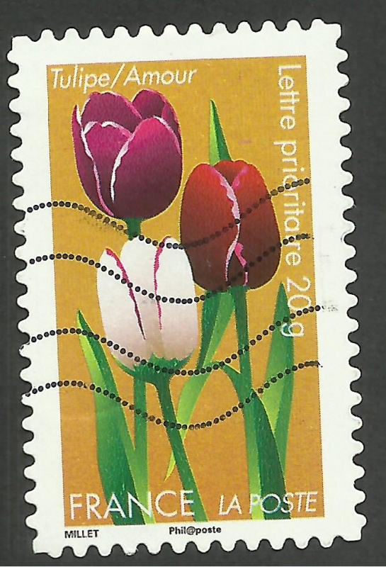 Flora, tulipán