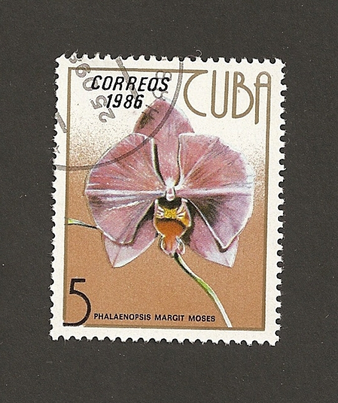 Orquidea Phaenopsis margit