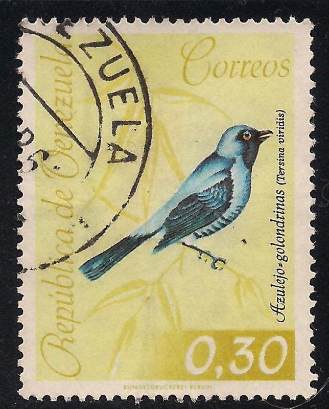 Azulejo=Golondrina (Tersina viridis)