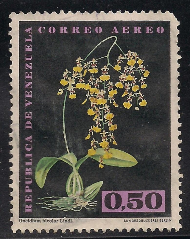 Oncidium bicolor Lindl. (Aéreo).