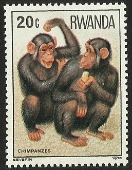 CHIMPANZES