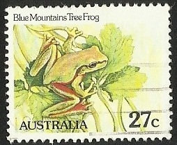 BLUE MOUNTAINS TREE FROG 