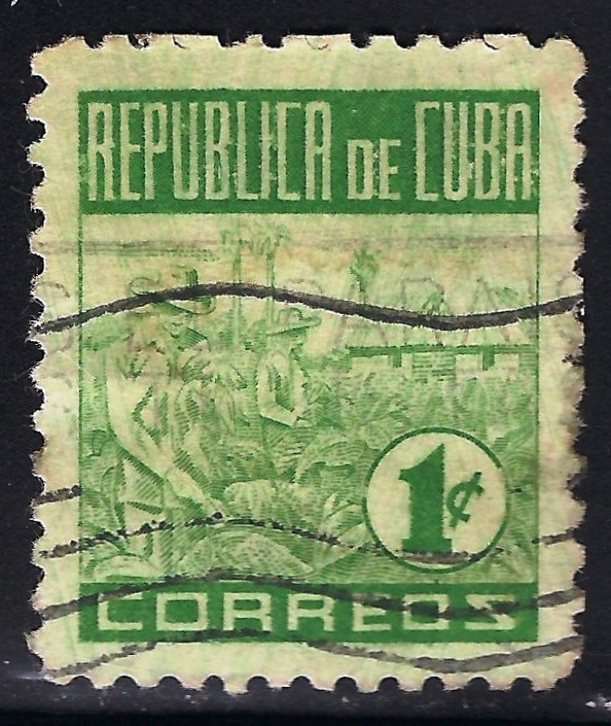 RECOLECTA DE TABACO.