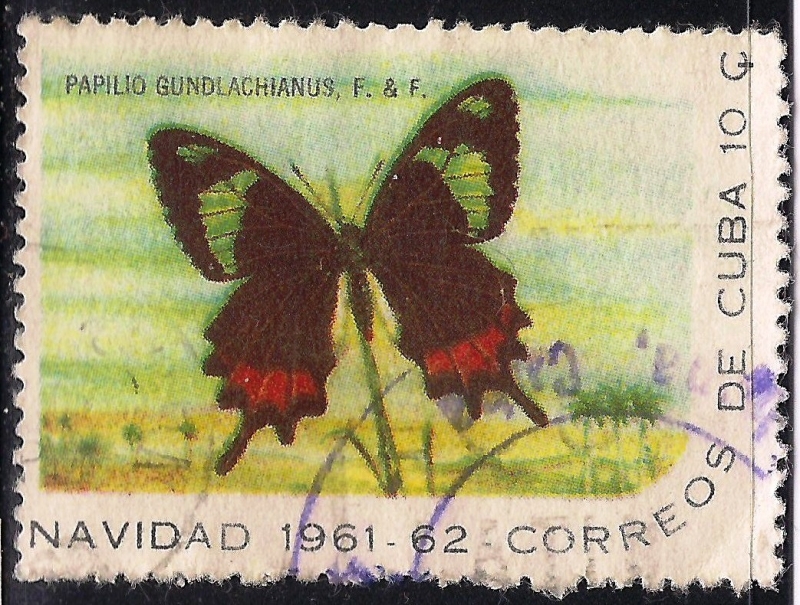 PAPILIO GUNDLACHIANUS.