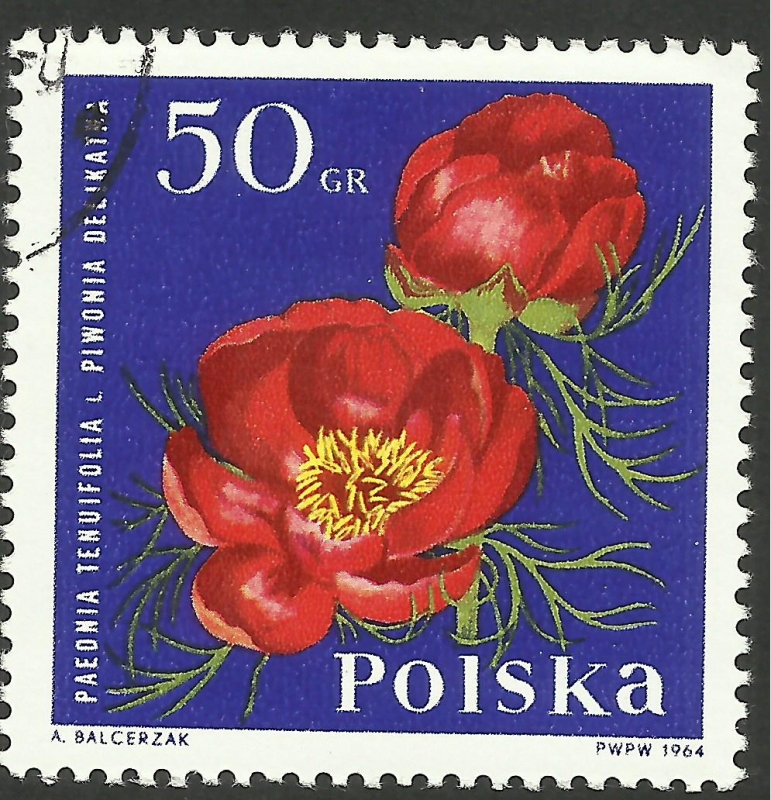 Flores, flora